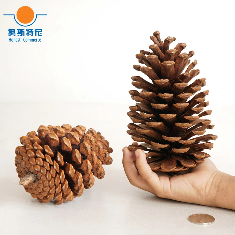 8pcs 12-14cm big size natural Christmas decoration big pine cones