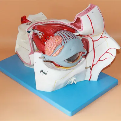 

Eye and orbital vessels and nerves attached enlarge eye model anatomical model of eye muscles retina lacrimal anatomical model