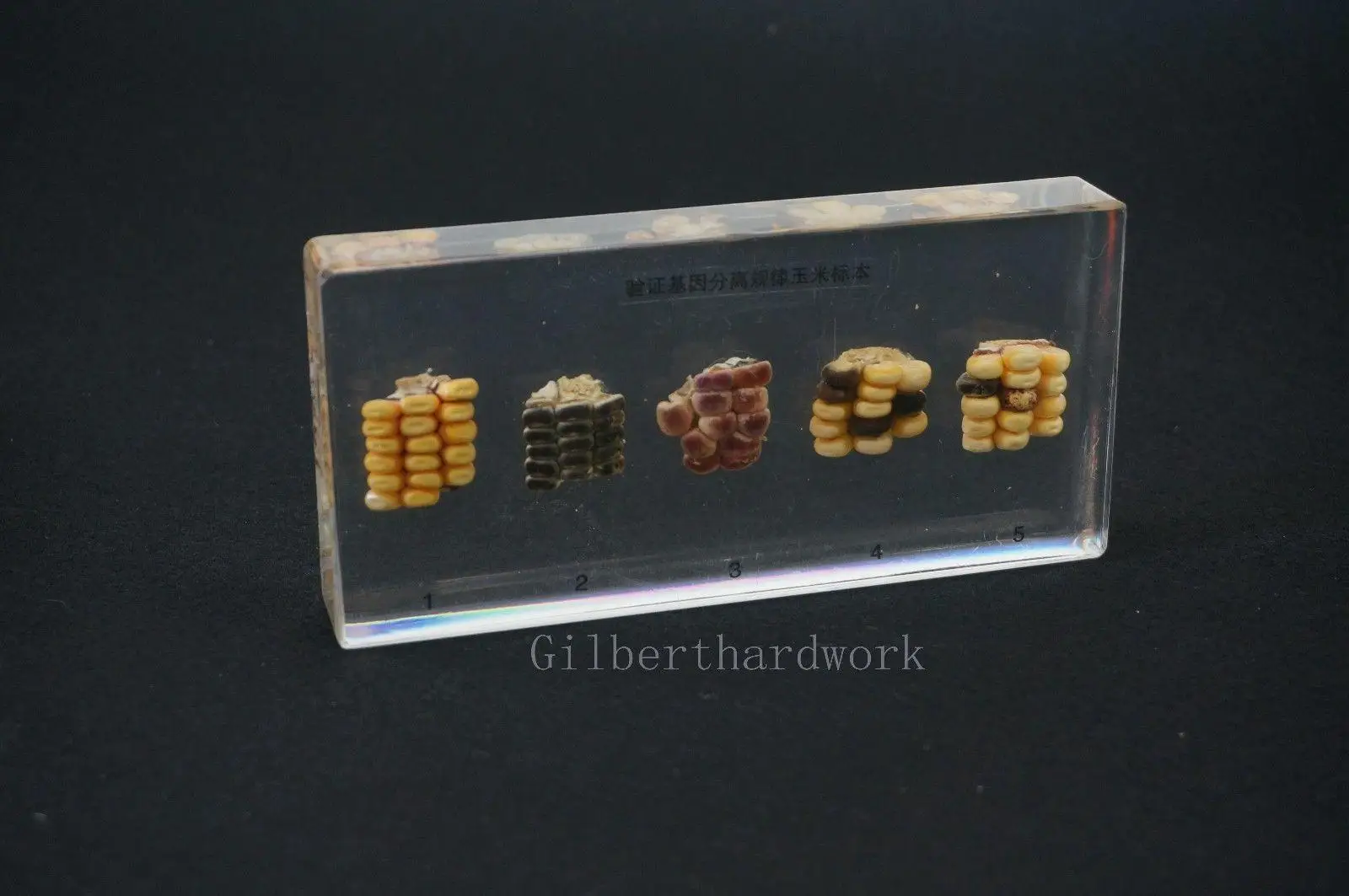 Überprüfung Von Gen Isolation Regel Proben In Klar Lucite Pädagogisches