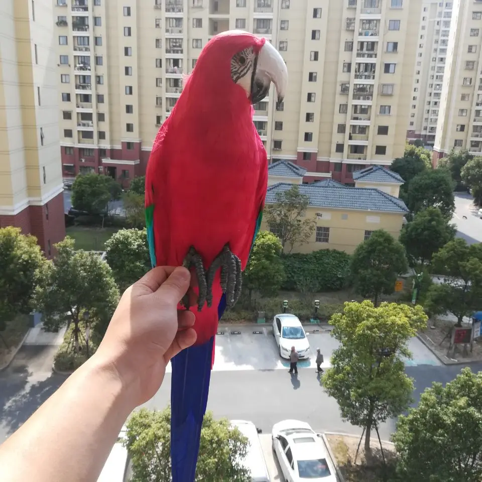 Grand oiseau de la vie réelle, plumes rouges colorées, modèle de perroquet, 60cm, accessoire de décoration pour la maison, film, jouet, cadeau h1212