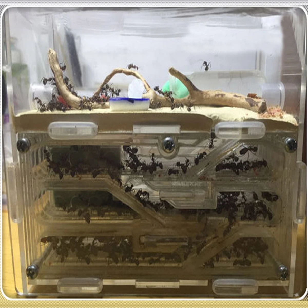 150mmx54mmx110mm Big DIY Moisture With Feeding Area Ant Nest ,Ant Farm Acrylic, Insect Ant Nests Villa PET For House Ants