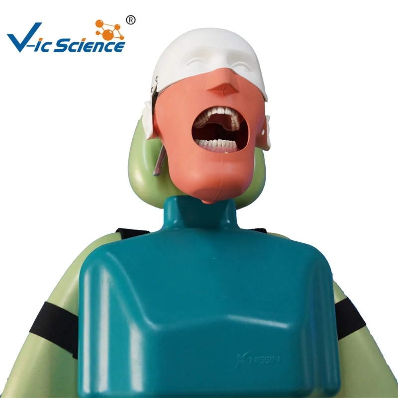 

Manufacture Senior New Dental Manikins Model With Torso