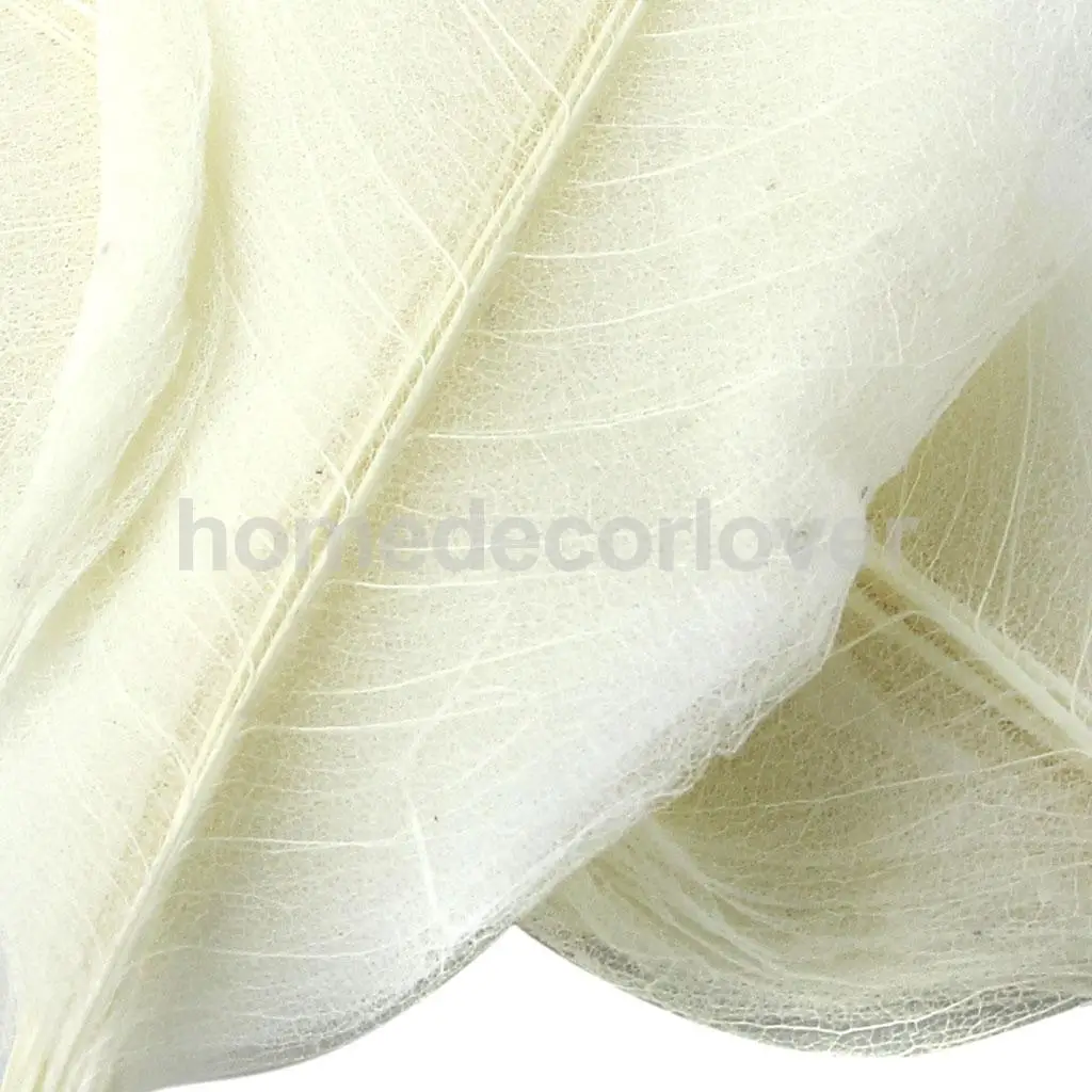 50Pcs Natural Magnolia Skeleton Leaf Leaves DIY Crafts Card Making Scrapbooking White