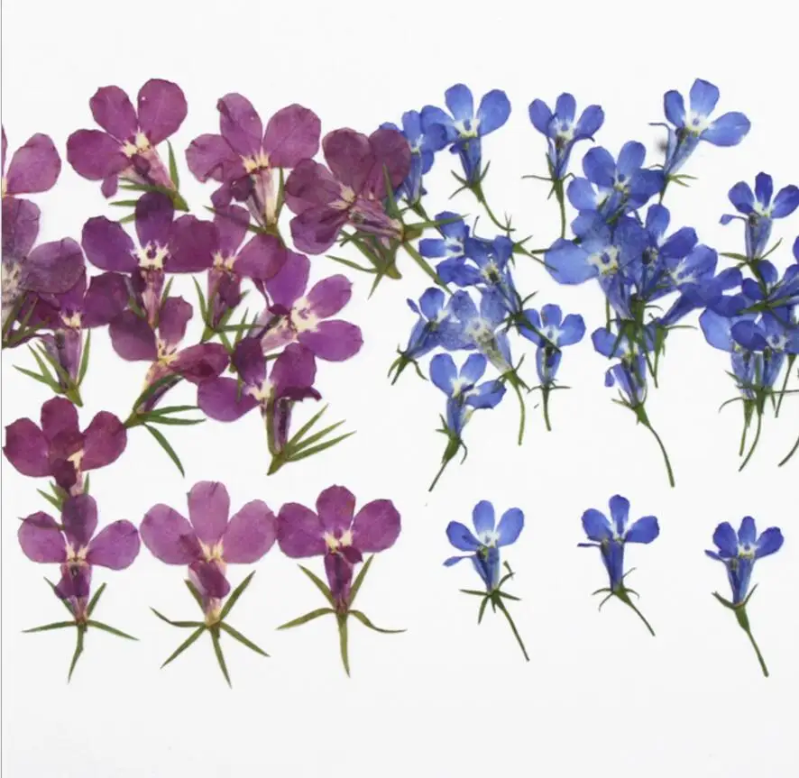 120pcs Lobelia erinus Pressed Dried Flower Filler For Epoxy Resin Jewelry Making Postcard Frame Phone Case Craft DIY