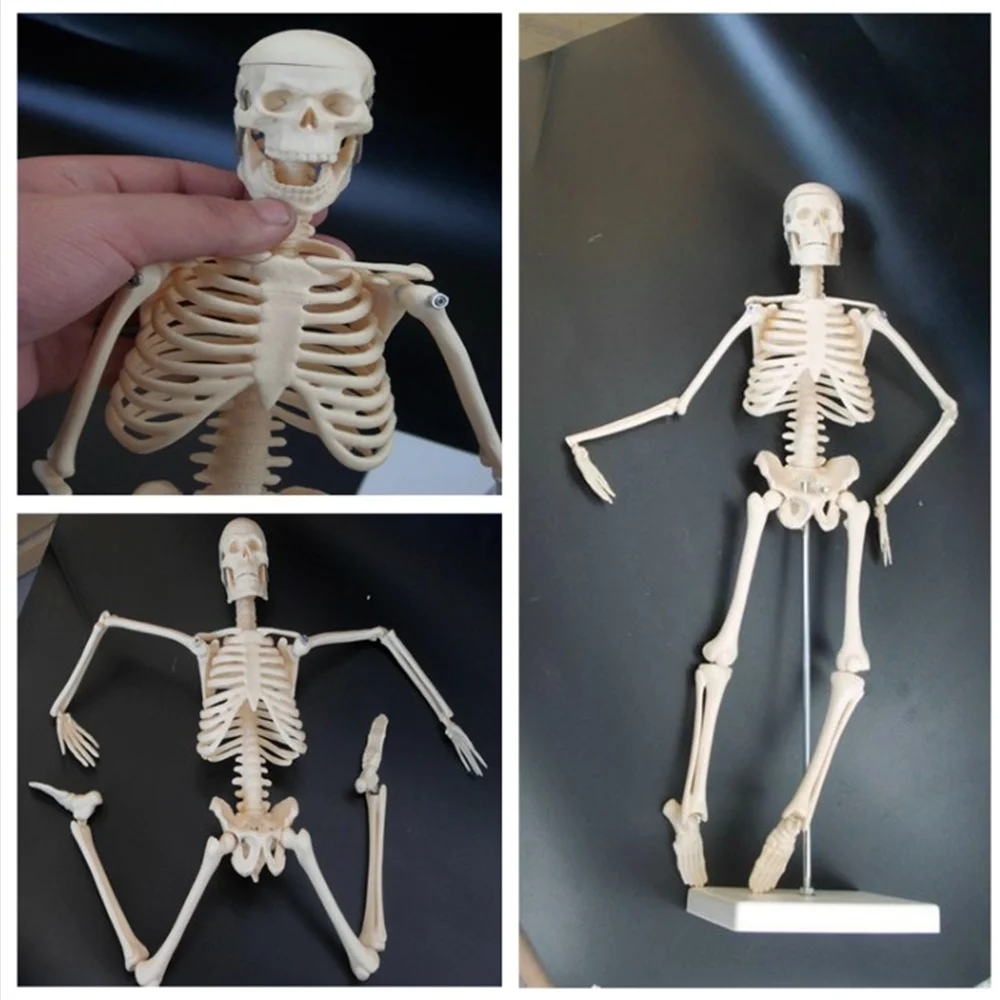Mini Esqueleto Anatômico Físico, Modelo Humano, Stand Poster, Medical Learn Aid, 45cm