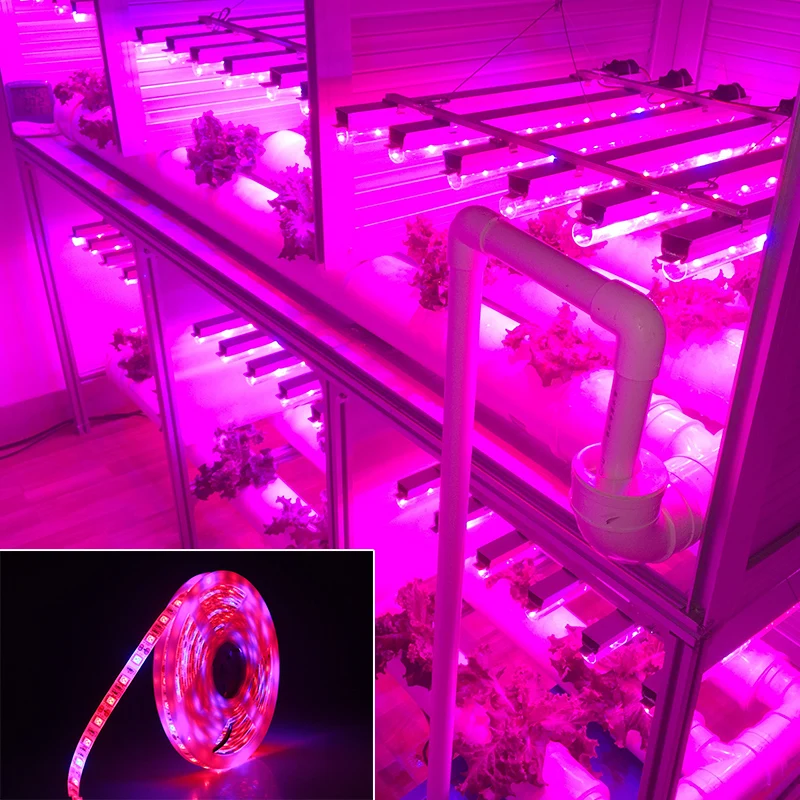 LED Grow Light Full Spectrum DC 12V 5050 Aquarium Greenhouse Plant Growing Light Set + adapter hydroponic apollo phyto lamp