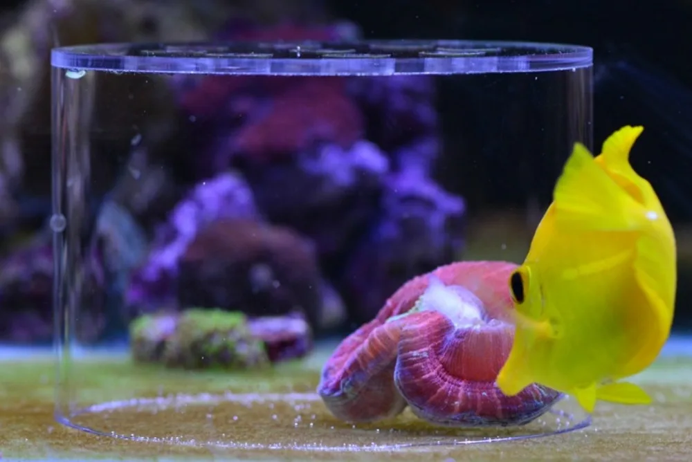 soft Coral feeding Breeding protection cover, protect the coral food not be lost or stolen by fish or shrimp