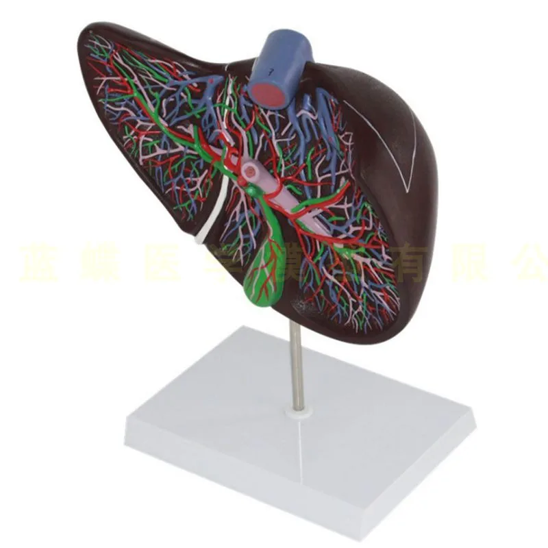 liver Visceral especially big liver model Medical Teaching moldel free shipping