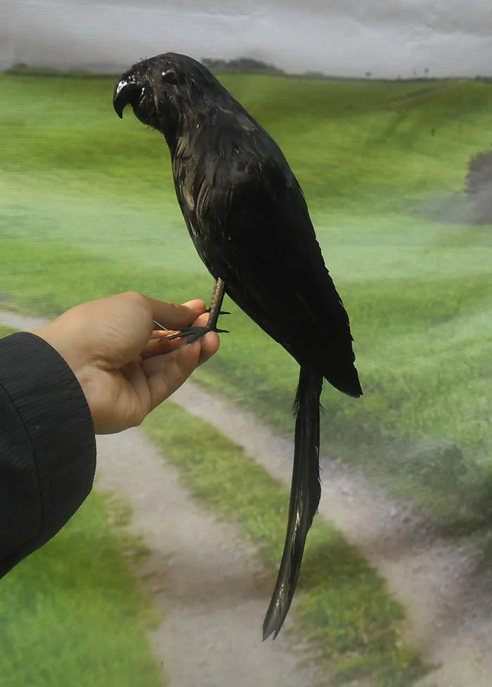 

new creative simulation parrot toy polyethylene & furs black parrot model gift about 40cm 1596