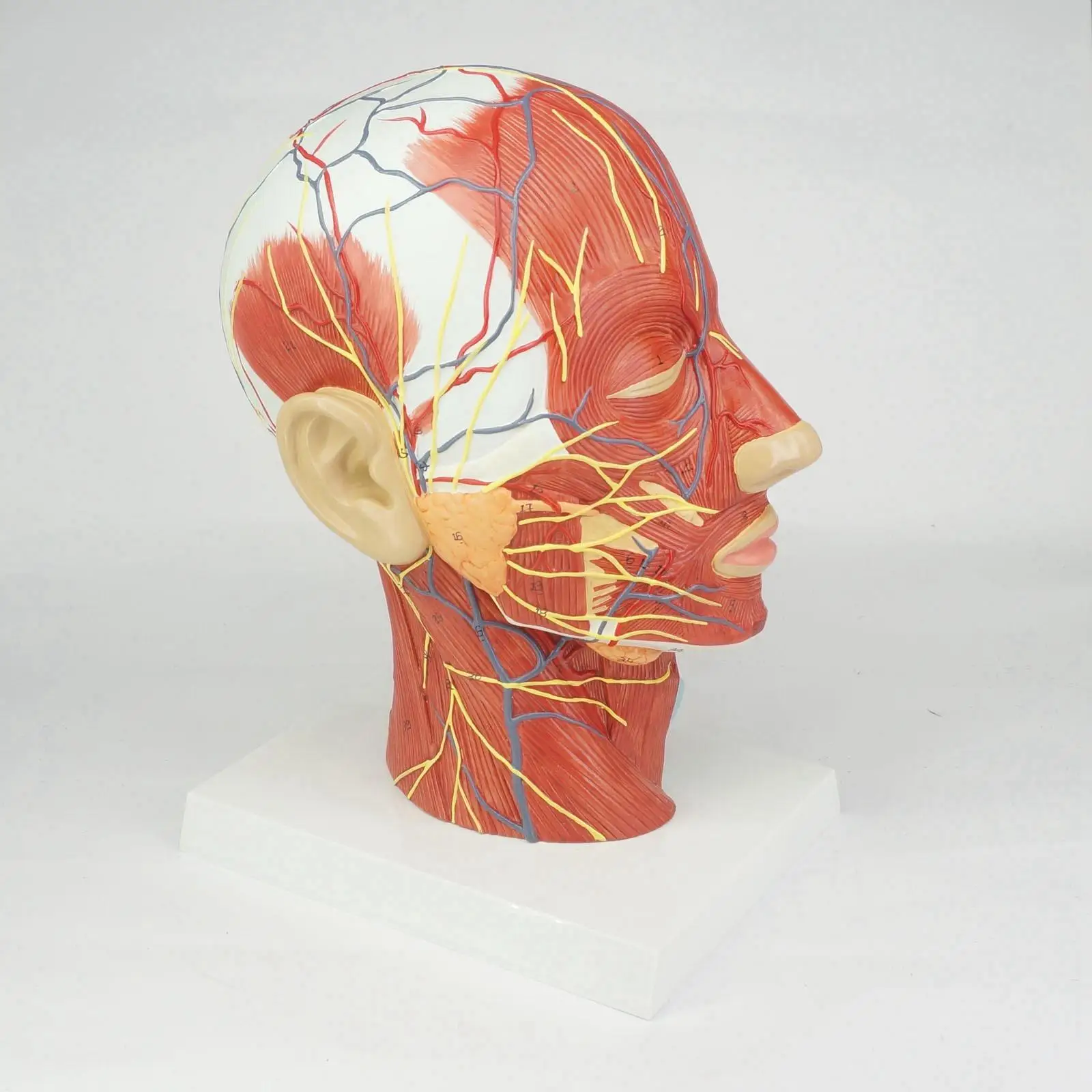 

Median Section of Human Head & Neck Anatomical Model Medical Skeleton Anatomy Natural Life Size