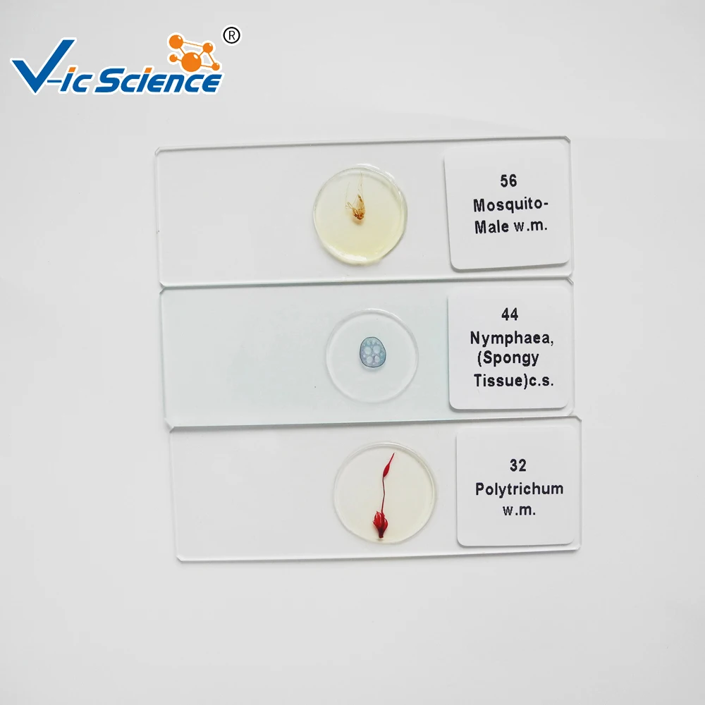 15 Pcs Biologi Pendidikan Siswa Slide