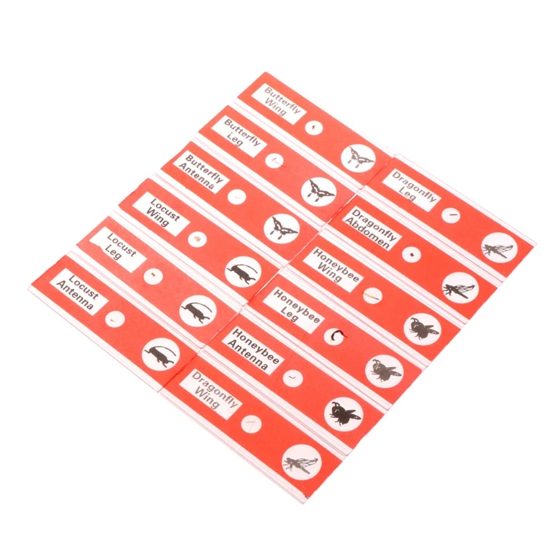 Everlasting 48Pcs/Set Prepared Microscope Slides Specimen Animals Insects Plants Flowers Sample