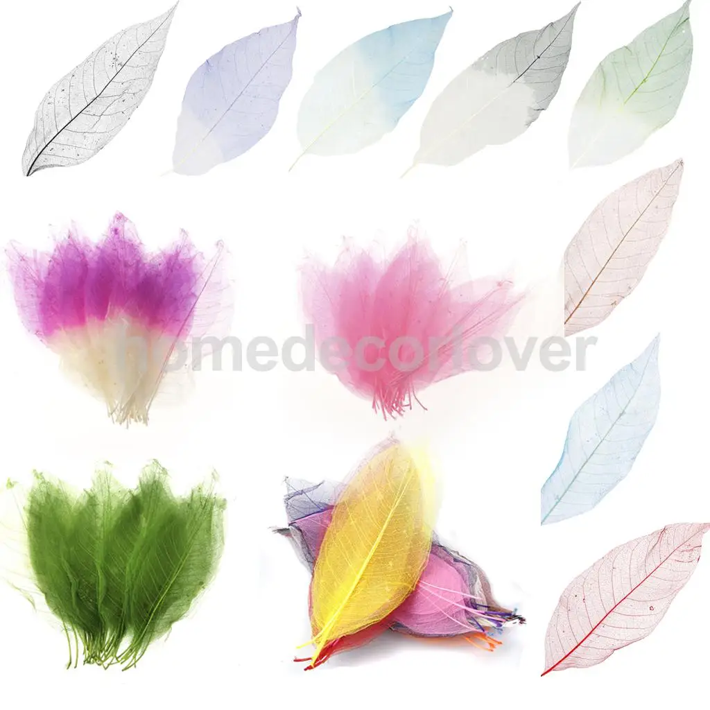 150pcs Natural Magnolia Skeleton Leaves Scrapbooking Mixed Color Decor Gifts