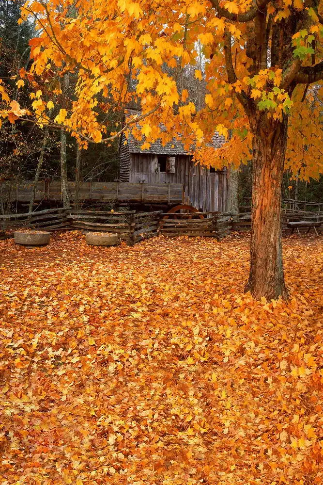 

5x7ft Maple Leaves Wood Hut Fairy Forest Washable One Piece No Wrinkle Banner Photo Studio Background Backdrop Polyester Fabric