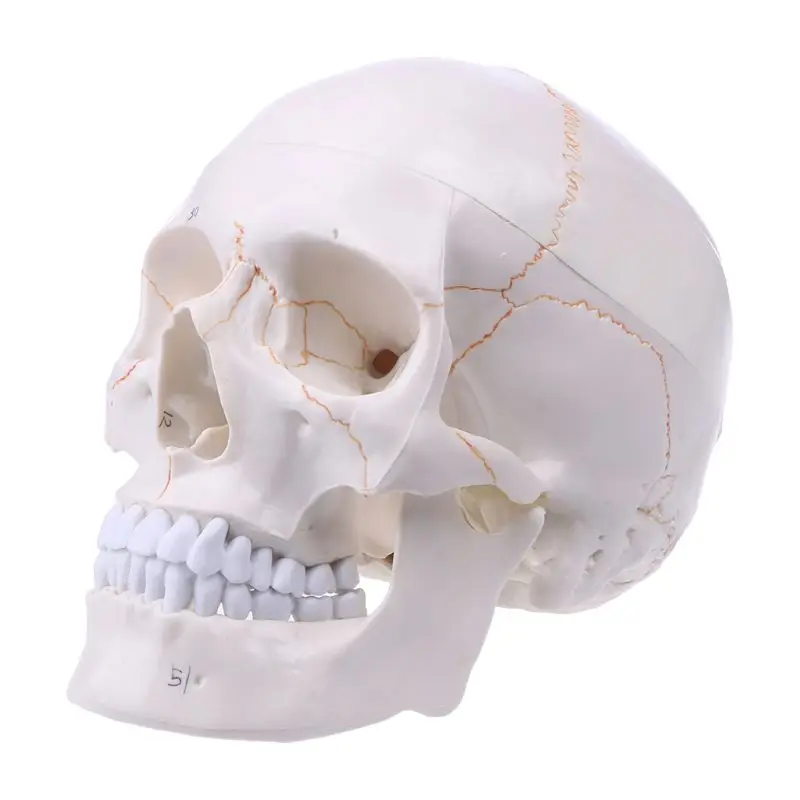 Medical props model Life Size Human Skull Model Anatomical Anatomy Medical Teaching Skeleton Head Studying Teaching Supplies