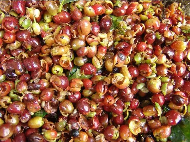 Machine à laver automatique 800 kg/h, Machine à extraire les grains de café, gomme