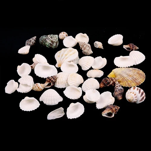 100g/bag Mixed Sea Beach Shells  Seashells Fish Tank Aquarium Landscape Decoration Aquarium Decor Photo  Props For DIY Crafts