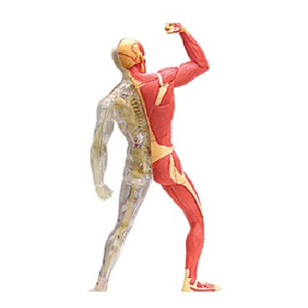 Mini Human Musculoskeletal  assembly model 46 pcs Assembled Human Anatomy Model Gift for Children