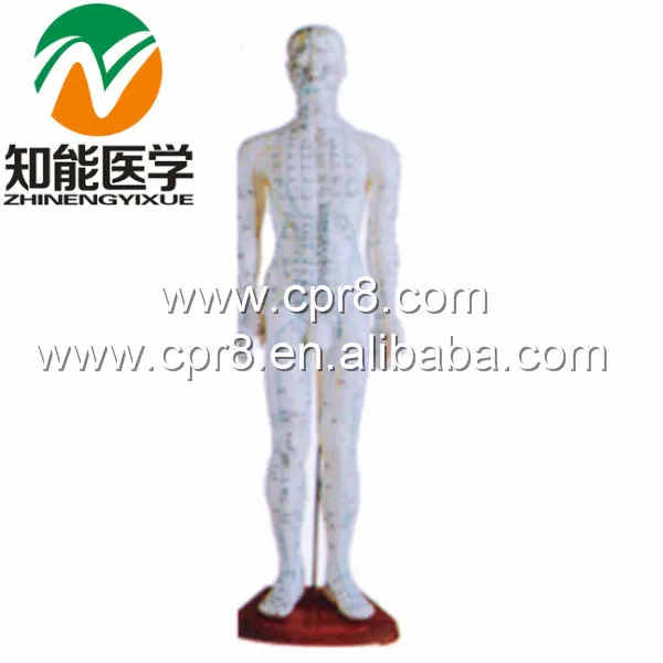 

BIX-Y1006 Standard Acupuncture Model (Male) 60CM