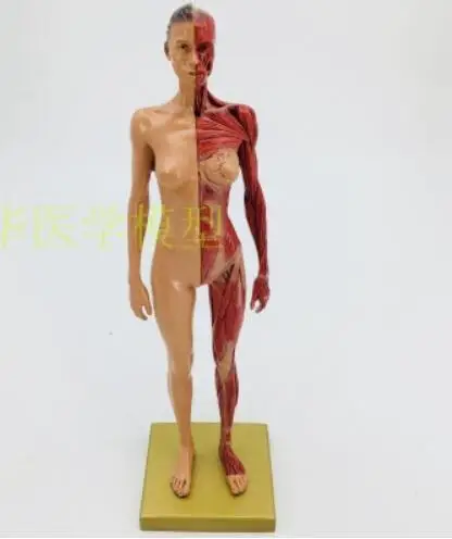 Art CG painting and sculpture teaching of 30cm art resin musculoskeletal anatomy human body model structure