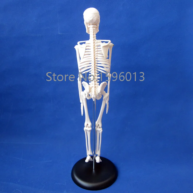 HOT 45 CENTIMETRI Mini modello di Scheletro, Scheletro umano Modello