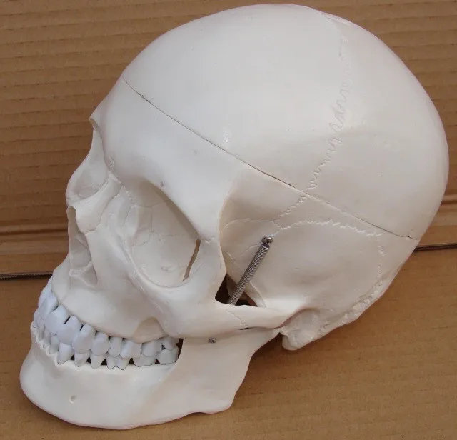 

High quality 1 : 1 human Art white skull model with Analysis diagram free shipping