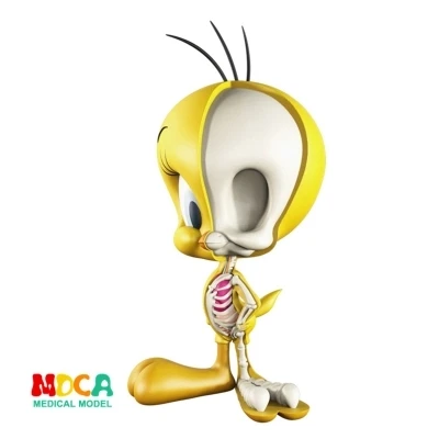 

4D trey canary anatomy cartoon model free shopping