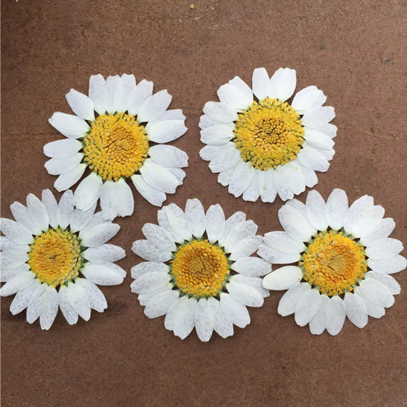 Dried Flowers Specimens Dye, White Chrysanthemum, DIY Handmade Plants, Teaching Plants, Raw Material, 120 Pcs