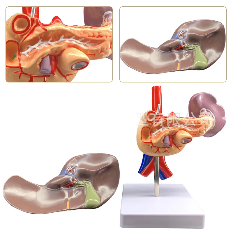 Life Size 1:1  Liver model Human Digestive System Hepatic Portal Medical Model Spleen Pancreas Duodenal Model Structure