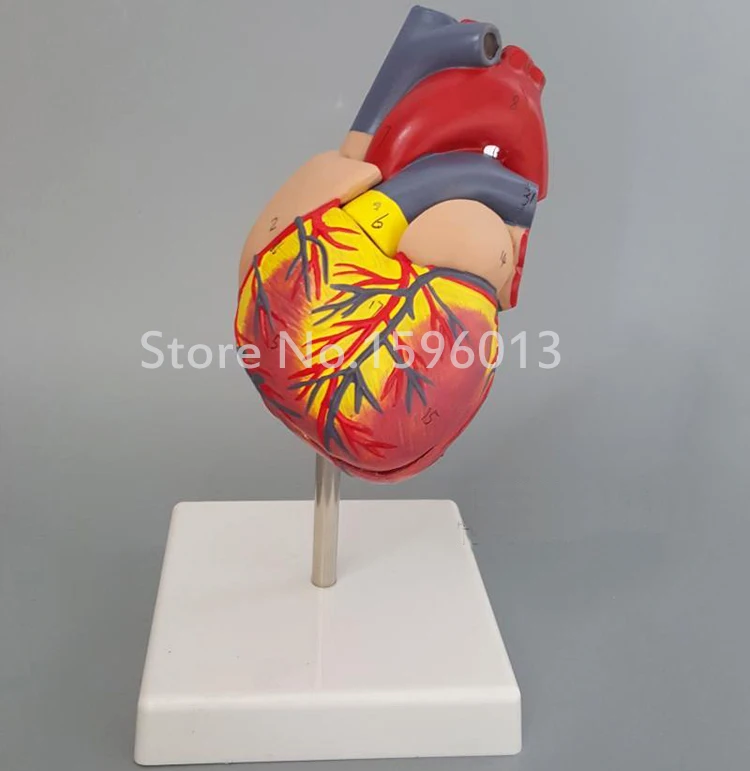 

Human Life-Size Heart Model with marked,Anatomical Heart Model
