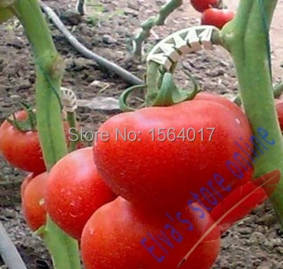 1000pcs plastic tomato clip plant fastener plant vines Tomato Flower Vegetable Farming Clip