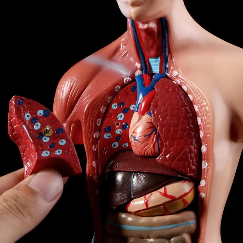 Medical props model Human Torso Body Model Anatomy Anatomical Medical Internal Organs For Teaching