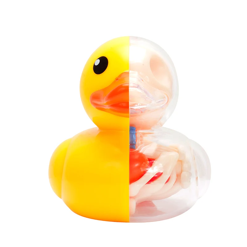 4D Master Transparent  Yellow Duck Anatomy Model 6 Parts Removable DIY Puzzle Bone Anatomical Education Kids Tool