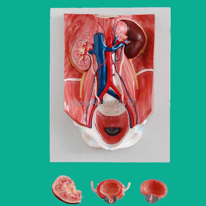 

Anatomical Urinary System Model 4 parts