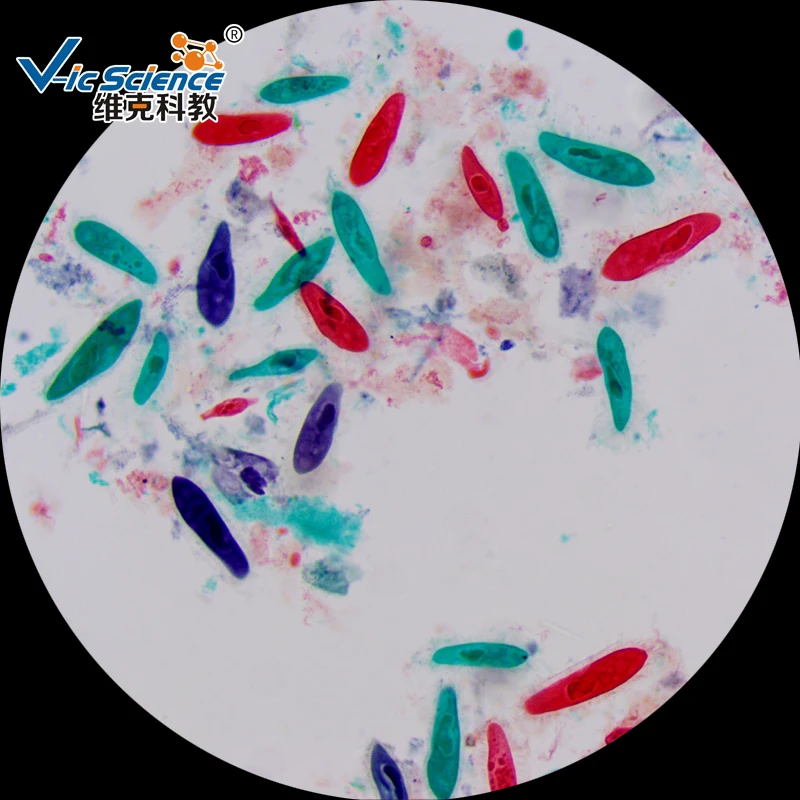 

50pcs Medical Microscope prepared parasite slides for students