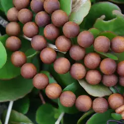 6mm 8mm 10mm 12mm Natural Sandalwood Aromatic Old Babi Wood Beads Wood Round Beads Mala Bracelet Yoga Bracelet