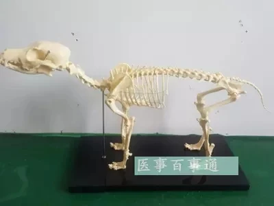 0.64M Dog skeletal model dog skeletal specimen model