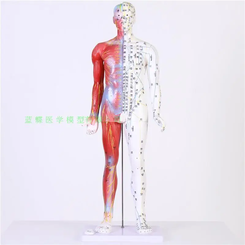 

Ultra HD 85cm human acupoint model Acupuncture massage teaching model 85cm half-skin half-muscle meridian model