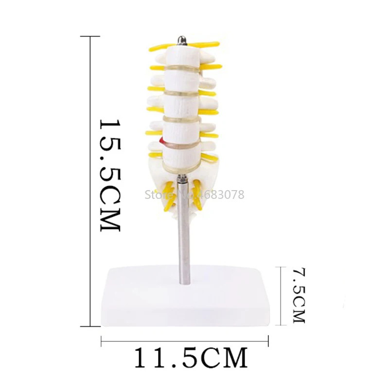 Modello anatomico umano delle vertebre lombari Vertebra caudale Anatomia Materiale didattico medico 15,5x11,5x7,5 cm