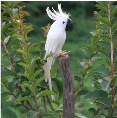 about 30cm pure white Cockatoo parrot model toy ,plastic foam&feathers Cockatoo Bird model ,home decoration gift w5622