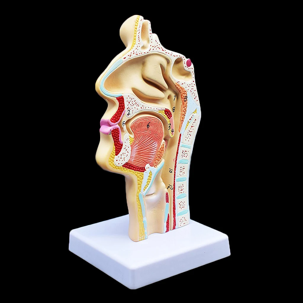 Human Anatomical Nasal Cavity Throat Anatomy Medical Model 4.7×4.7×9.5 inches