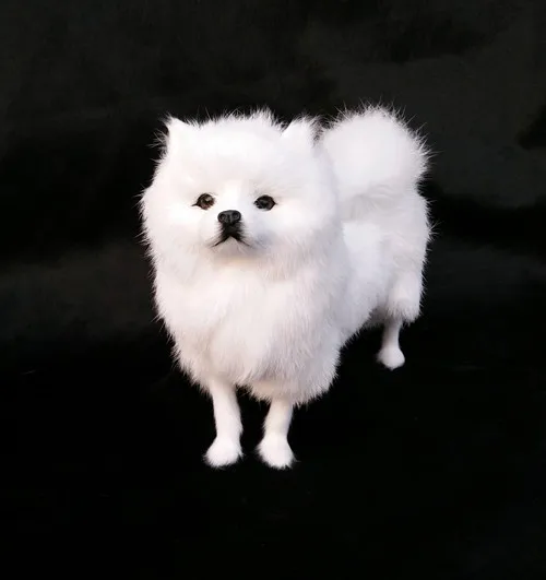 

22x19cm simulation white Pomeranian model polyethylene&furs handicraft Figurines&Miniatures decoration gift a2913