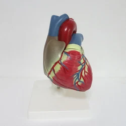 Modelo de anatomía cardíaca de PVC grande, herramienta de enseñanza médica, figuritas de clínica, 3 veces