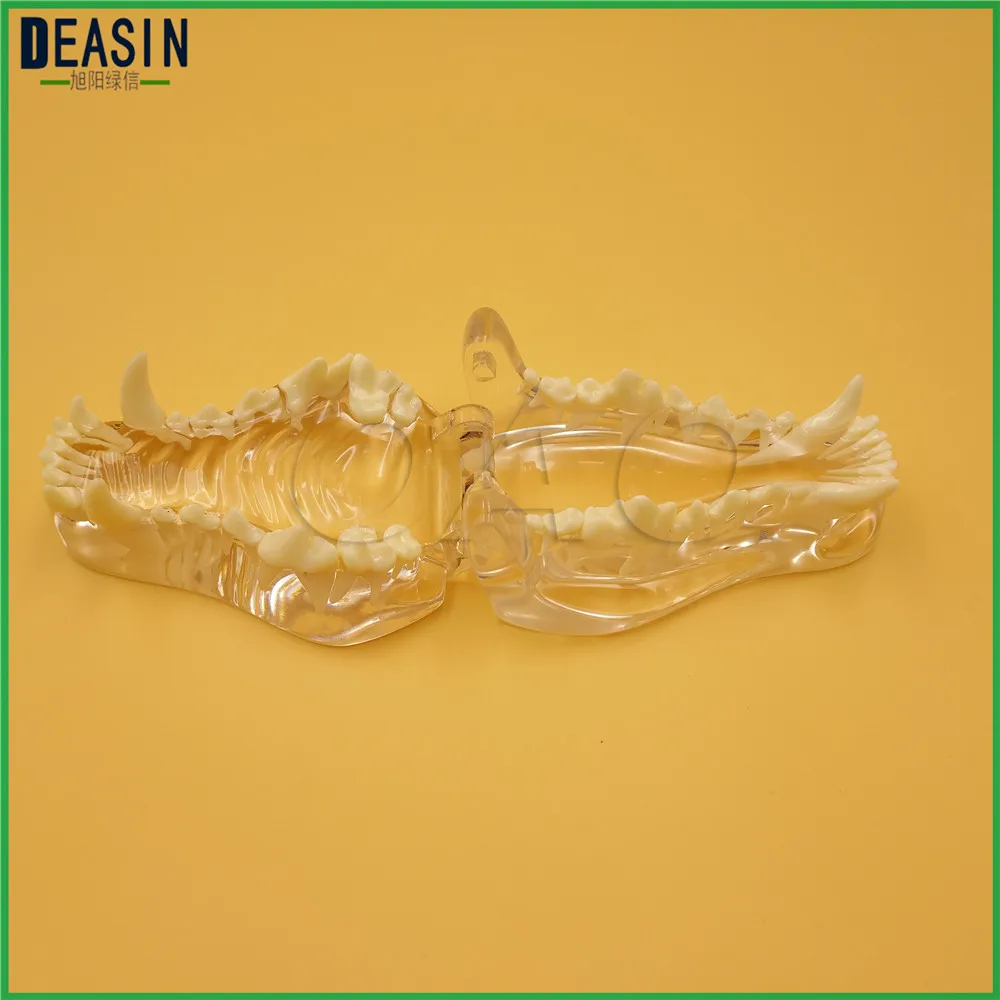 

Dog Dentition Model The dog teeth skull jaw bone transparent solution planing teaching Veterinary Animal model specimens