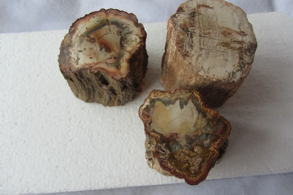 1000g Petrified Wood Branch Cross Section w Polished End - 35-75mm Info Card Mineral