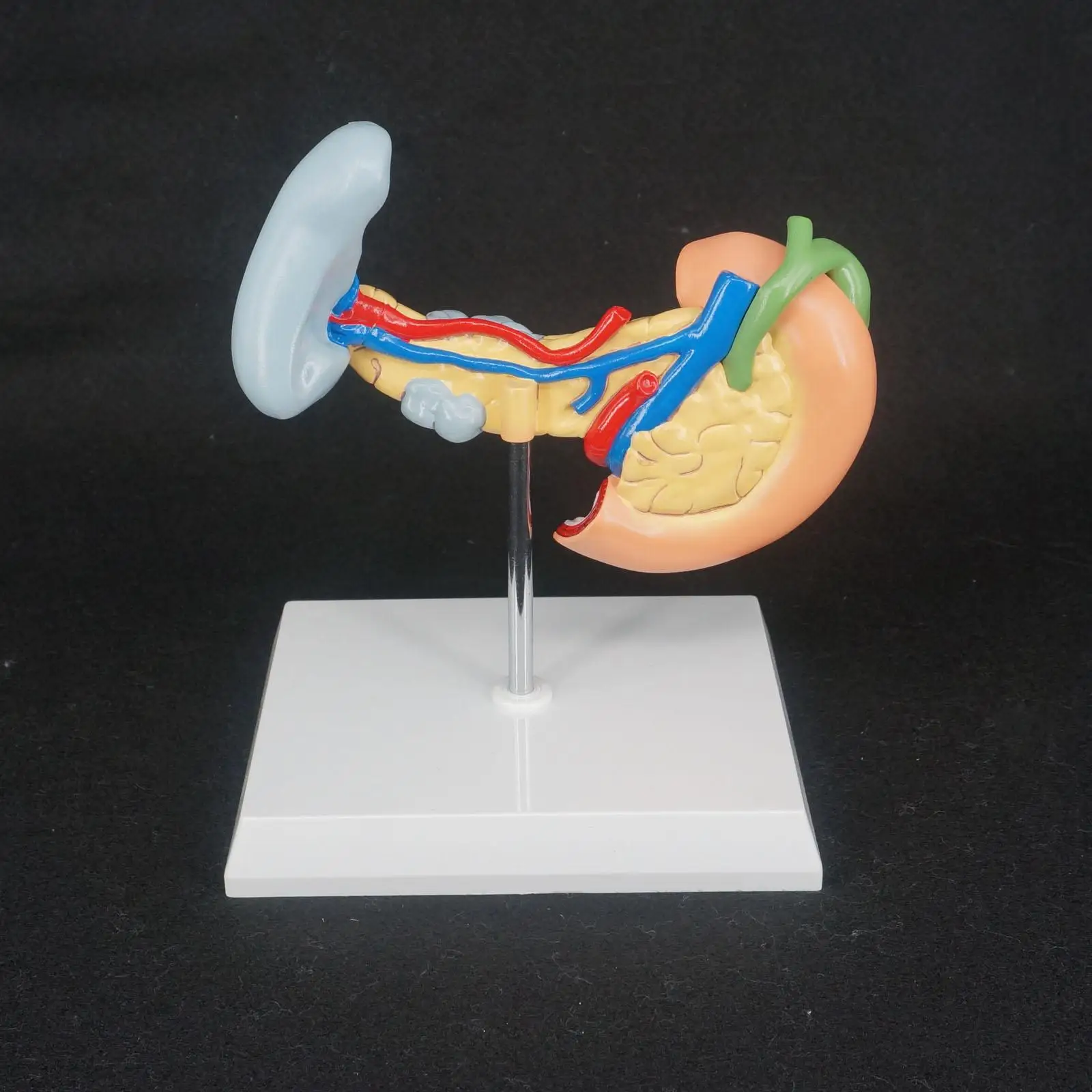 PVC Human Liver Pancreas and Duodenum Anatomical Model Medical Anatomy Teaching Resources