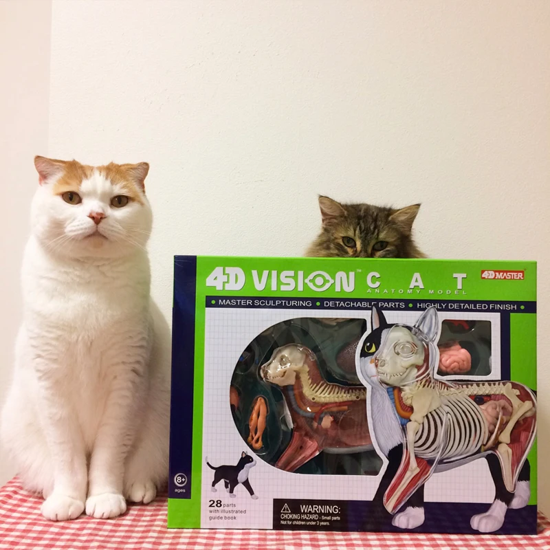 Nueva visión 4D, modelo de simulación de anatomía de gato blanco y negro, 28 piezas, órgano desmontable, suministros de enseñanza médica anatómica