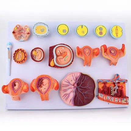 

Fertilization and Early Embryonic Development Process Model Femogenesis model of fetal development in fertilized eggs