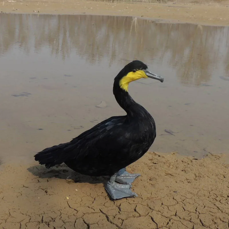 large 45x35cm black Cormorant bird model foam&feathers simulation Cormorant handicraft home garden decoration gift p0378