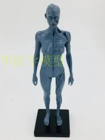 

Art CG painting and sculpture teaching of 30cm art resin musculoskeletal anatomy human body model structure